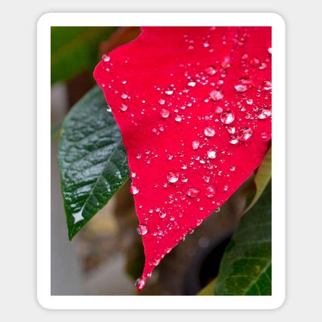 Poinsettia with raindrops Sticker by mariola5